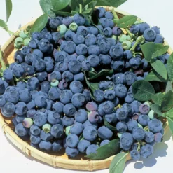 Blueray Blueberry
