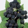 Munger Black Raspberry -Plants Store 2234 960x960 1