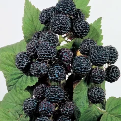 Munger Black Raspberry