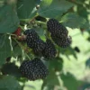 Prime-Ark® Freedom Primocane Blackberry -Plants Store 2241 960x960 1