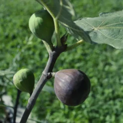 Chicago Hardy Fig