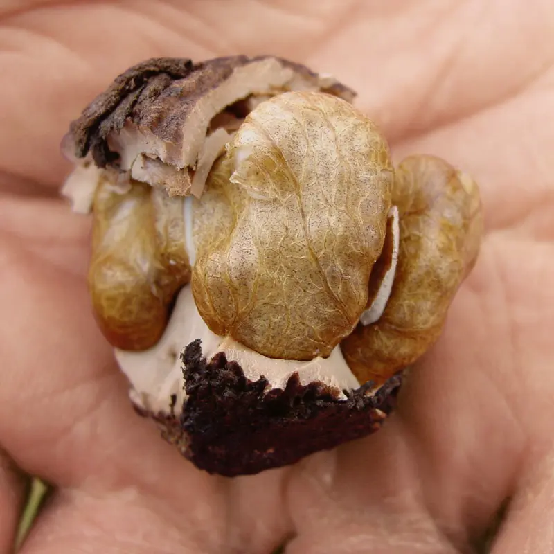 Stark® Black Gem® Walnut 4 Stark® Black Gem® Walnut - Image 2