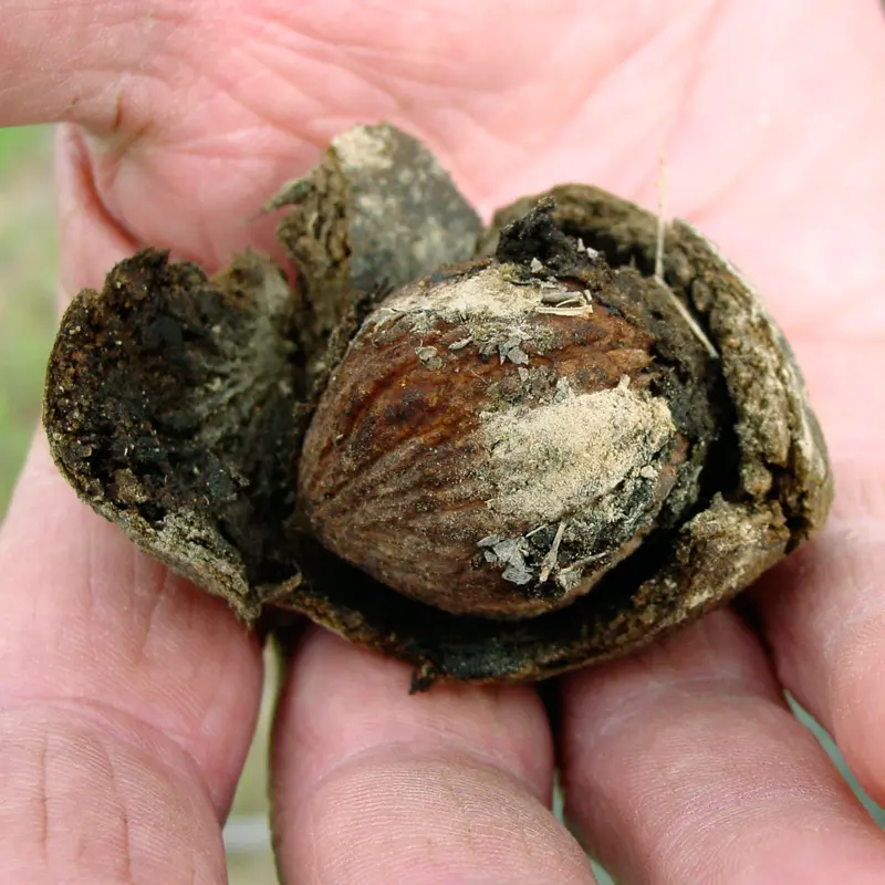 Stark® Black Gem® Walnut 5 Stark® Black Gem® Walnut - Image 3