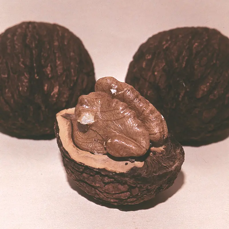 Stark® Black Gem® Walnut 6 Stark® Black Gem® Walnut - Image 4