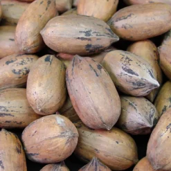 Triple Play Pecan Tree Collection