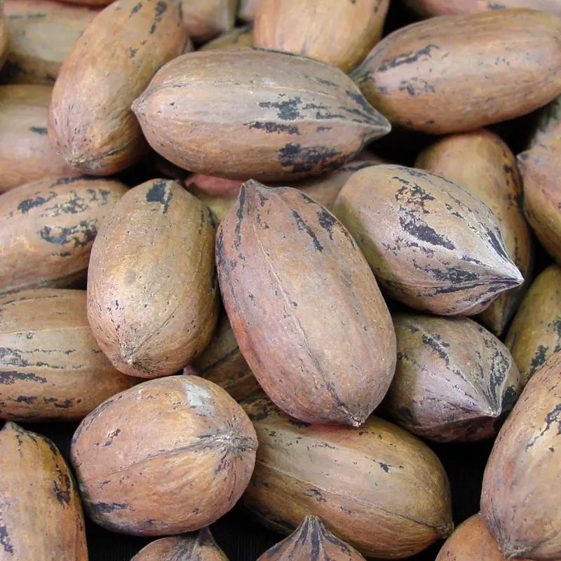 Triple Play Pecan Tree Collection 3 Triple Play Pecan Tree Collection