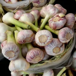 Silver Rose Garlic