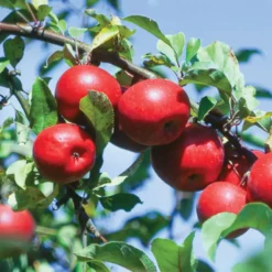 Plants Store 18 Starkspur® Red Rome Beauty Apple