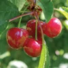Stark® Surecrop⢠Pie Cherry 2 Stark® Surecrop⢠Pie Cherry -Plants Store 2463 960x960 1