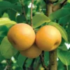 Hosui Asian Pear 2 Hosui Asian Pear -Plants Store 2465 960x960 1