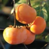 Ichi-Ki-Kei-Jiro Asian Persimmon 2 Ichi-Ki-Kei-Jiro Asian Persimmon -Plants Store 2469 960x960 1