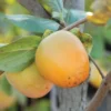Prok American Persimmon 2 Prok American Persimmon -Plants Store 2470 960x960 1