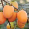 Saijo Asian Persimmon