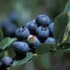 Duke Blueberry