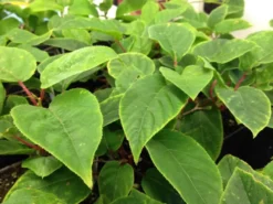 Hardy Kiwi Pollinator