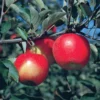 Jonagold Apple 2 Jonagold Apple -Plants Store 2845 960x960 1