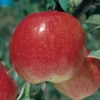 September Wonder® Fuji Apple -Plants Store 2866 960x960 1