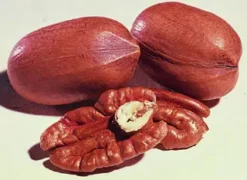 Starking® Hardy Giant™ Pecan