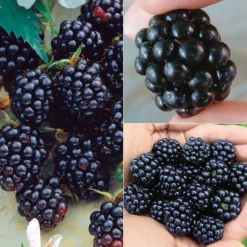 All Summer Long Blackberry Plant Collection
