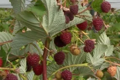Crimson Night Raspberry -Plants Store 2895 960x960 1
