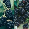 Southern Blackberry Plant Collection -Plants Store 2897 960x960 1