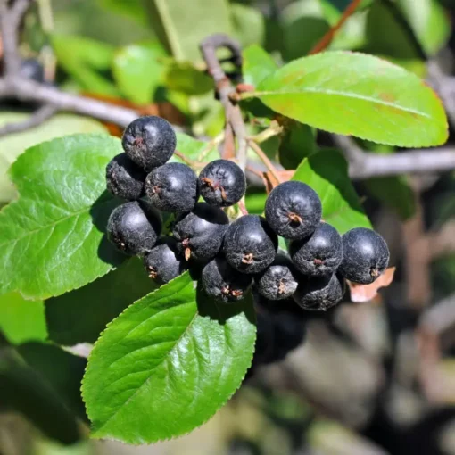 Nero Aronia Berry 3 Nero Aronia Berry -Plants Store 2911 960x960 1
