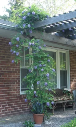 Amethyst Falls Wisteria -Plants Store 2915 960x960 1