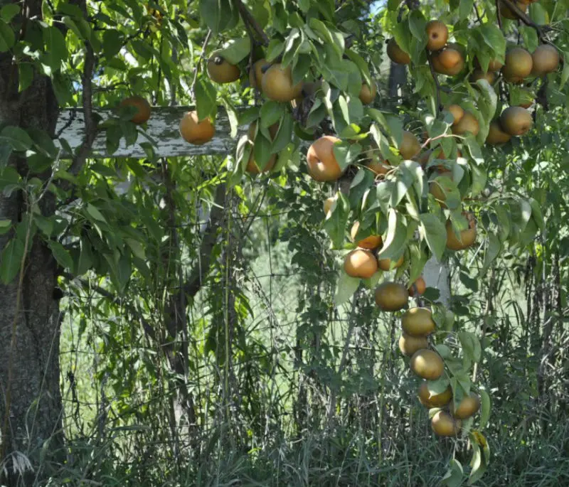 Starking® Hardy Giant™ Asian Pear 4 Starking® Hardy Giant™ Asian Pear - Image 2
