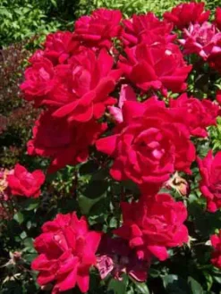 Double Knock Out® Rose -Plants Store 297 960x960 1
