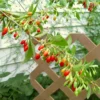 Vermilion Sunset® Goji