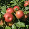 Honeycrisp Apple -Plants Store 2979 960x960 1