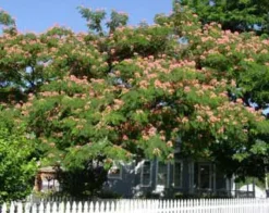 E H Wilson Mimosa 9 E H Wilson Mimosa -Plants Store 309 960x960 1