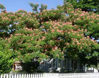 E H Wilson Mimosa 6 E H Wilson Mimosa - Image 4