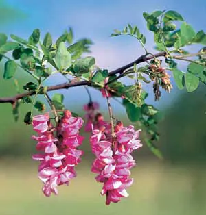 Purple Robe Locust 3 Purple Robe Locust