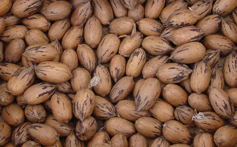 Pawnee Pecan 5 Pawnee Pecan - Image 3