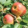 Cox's Orange Pippin Antique Apple -Plants Store 3164 960x960 1