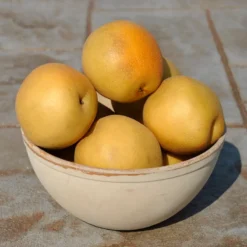 Peggy Asian Pear 7 Peggy Asian Pear -Plants Store 3173 960x960 1