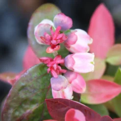 Bushel And Berry® Peach Sorbet® Blueberry -Plants Store 3224 960x960 1