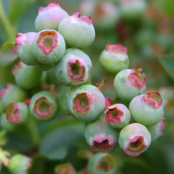 Bushel And Berry® Peach Sorbet® Blueberry -Plants Store 3227 960x960 1