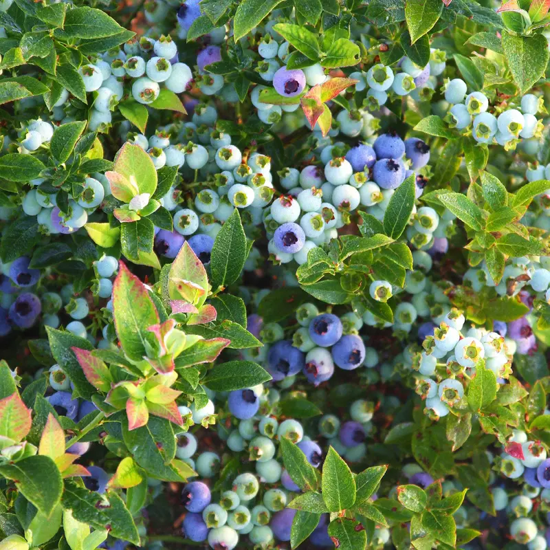 Bushel And Berry® Jelly Bean® Blueberry 4 Bushel And Berry® Jelly Bean® Blueberry - Image 3