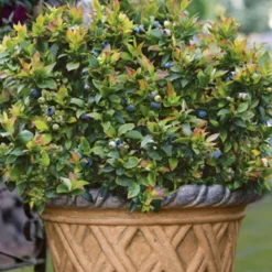 Bushel And Berry® Jelly Bean® Blueberry