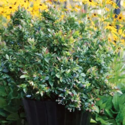 Bushel And Berry® Jelly Bean® Blueberry 10 Bushel And Berry® Jelly Bean® Blueberry -Plants Store 3233 960x960 1