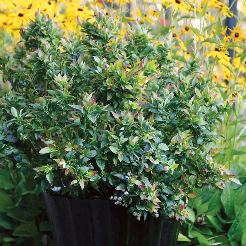 Bushel And Berry® Jelly Bean® Blueberry 6 Bushel And Berry® Jelly Bean® Blueberry - Image 5