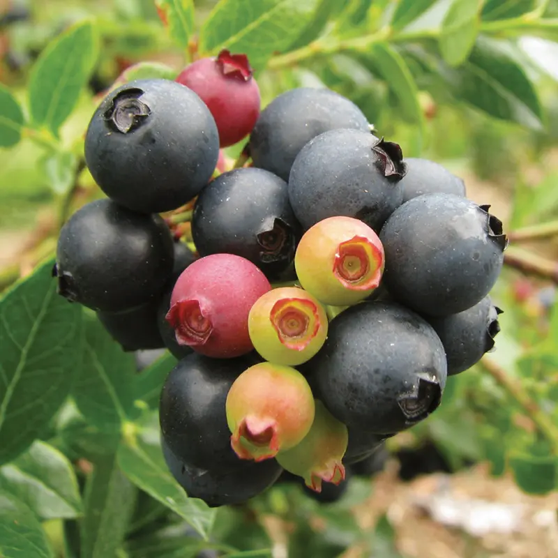 Bushel And Berry® BerryBux™ Blueberry 5 Bushel And Berry® BerryBux™ Blueberry - Image 3