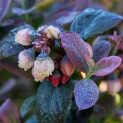 Bushel And Berry® Pink Icing® Blueberry -Plants Store 3240 960x960 1