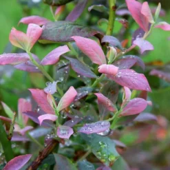 Bushel And Berry® Pink Icing® Blueberry -Plants Store 3241 960x960 1