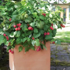 Bushel And Berry® Raspberry Shortcake® -Plants Store 3245 960x960 1