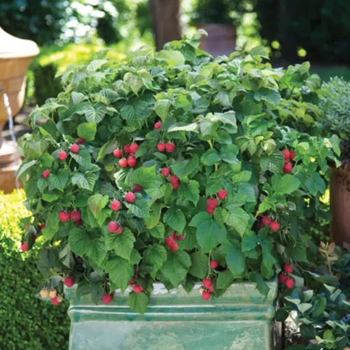 Bushel And Berry® Raspberry Shortcake® 1 Bushel And Berry® Raspberry Shortcake® -Plants Store 3246 960x960 1