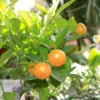 Calamondin Orange 2 Calamondin Orange -Plants Store 3323 960x960 1