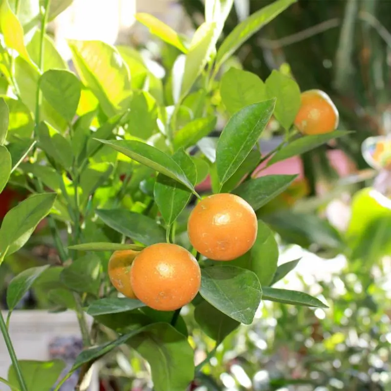 Calamondin Orange 3 Calamondin Orange